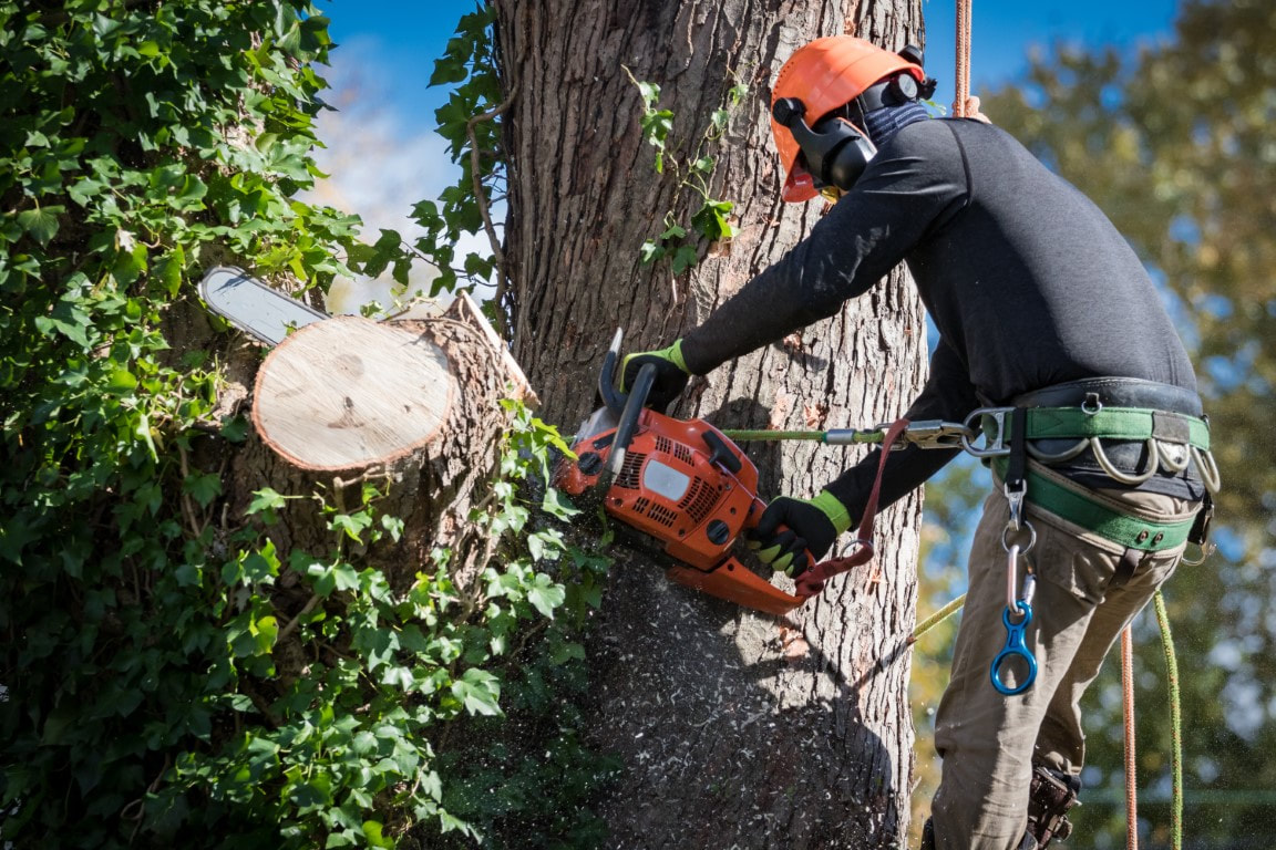 An image of Tree Removal Services in Wellington, FL